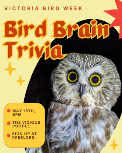 Bird Brain Trivia