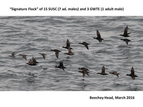 Signature Flock of 15 SUSC and 3 GWTE Beechey Head March 2016