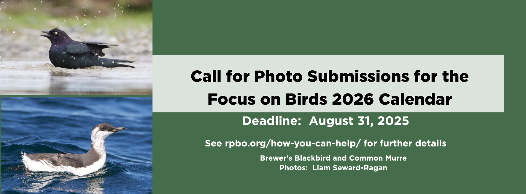 Focus on Birds Fundraising Calendar 2026